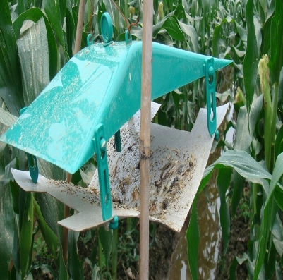 Adhesive Glue Traps Home Fruit Farm